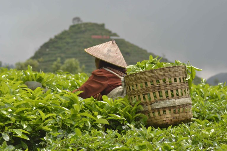 pt perkebunan tambi grean tea